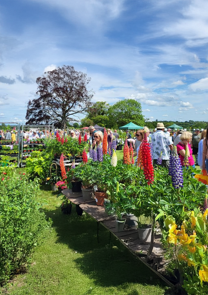 Visitors browsing colourful lupins at an outdoor garden show
